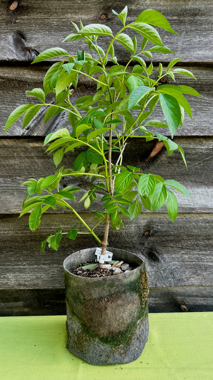 Elderberry (Potted)