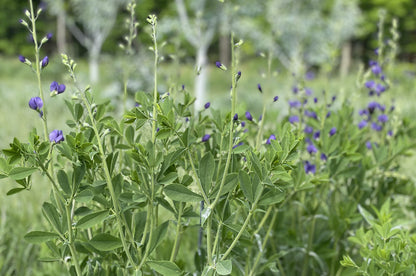Blue Wild Indigo (Potted)