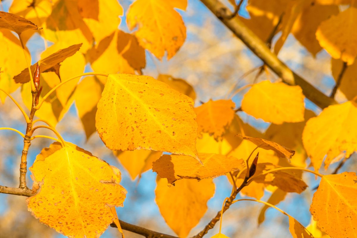Birch, Yellow (Potted)