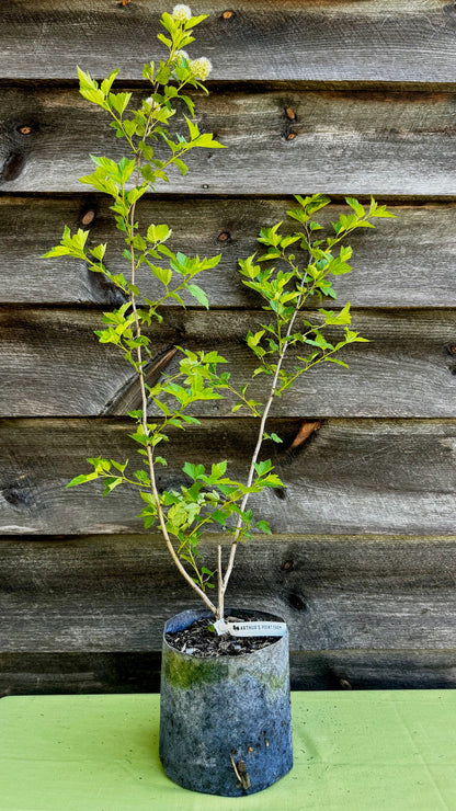 Ninebark (Potted)
