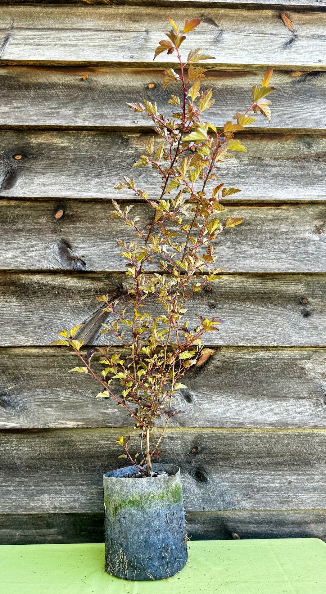 Ninebark (Potted)