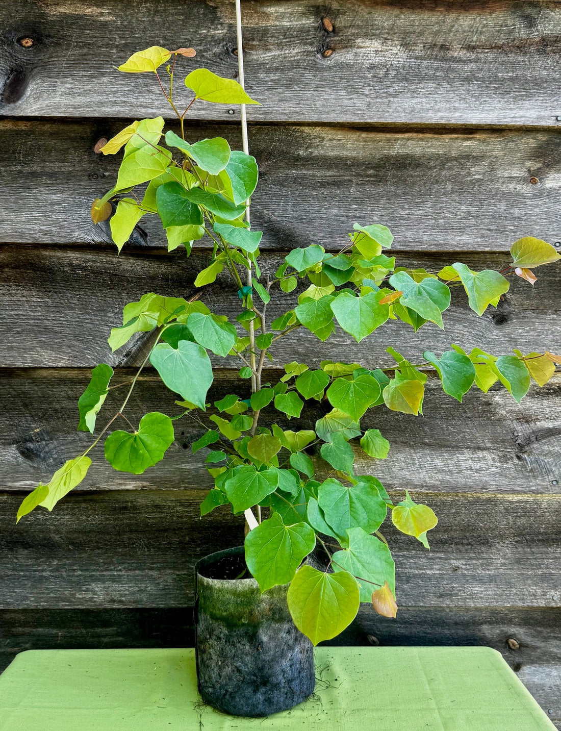 Redbud, Eastern (Potted)