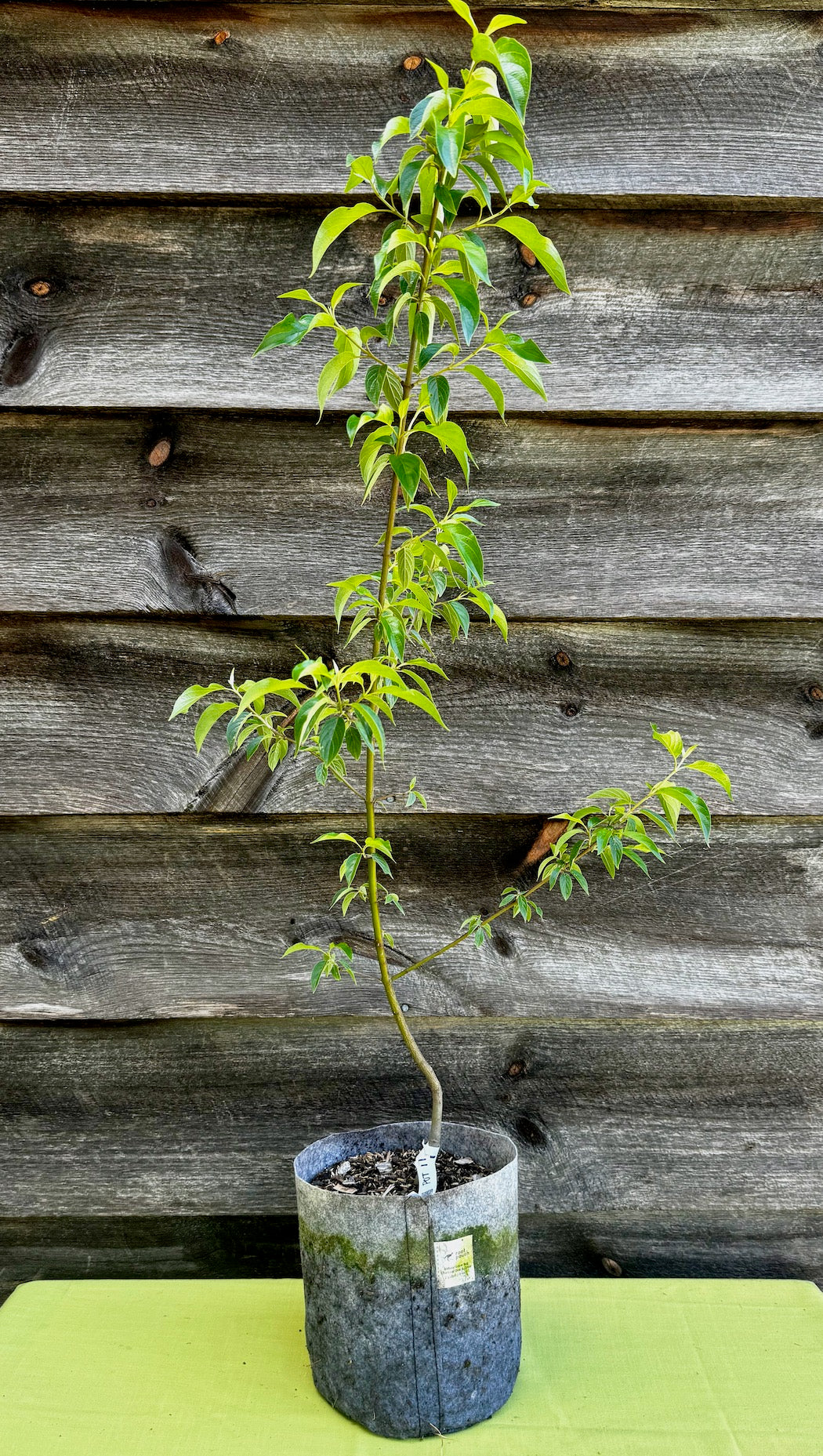 Dogwood, Silky (Potted)
