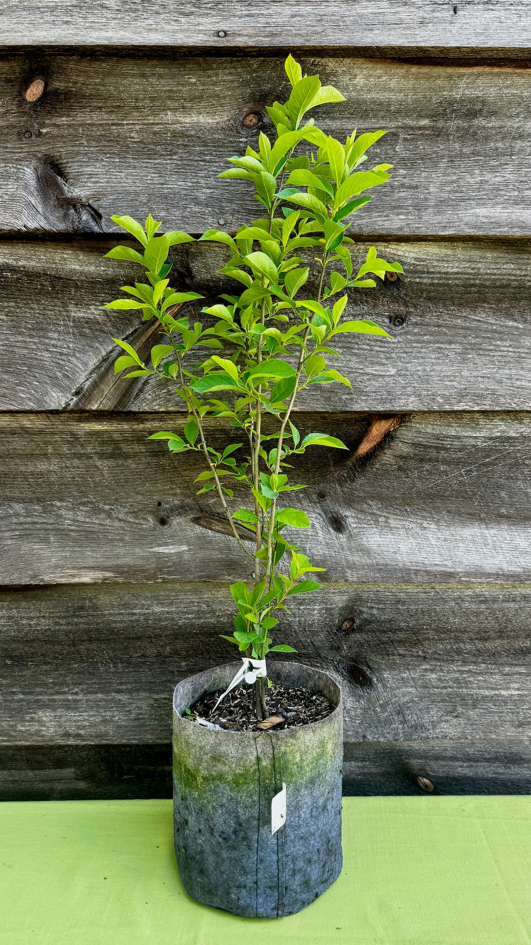 Spicebush (Potted)