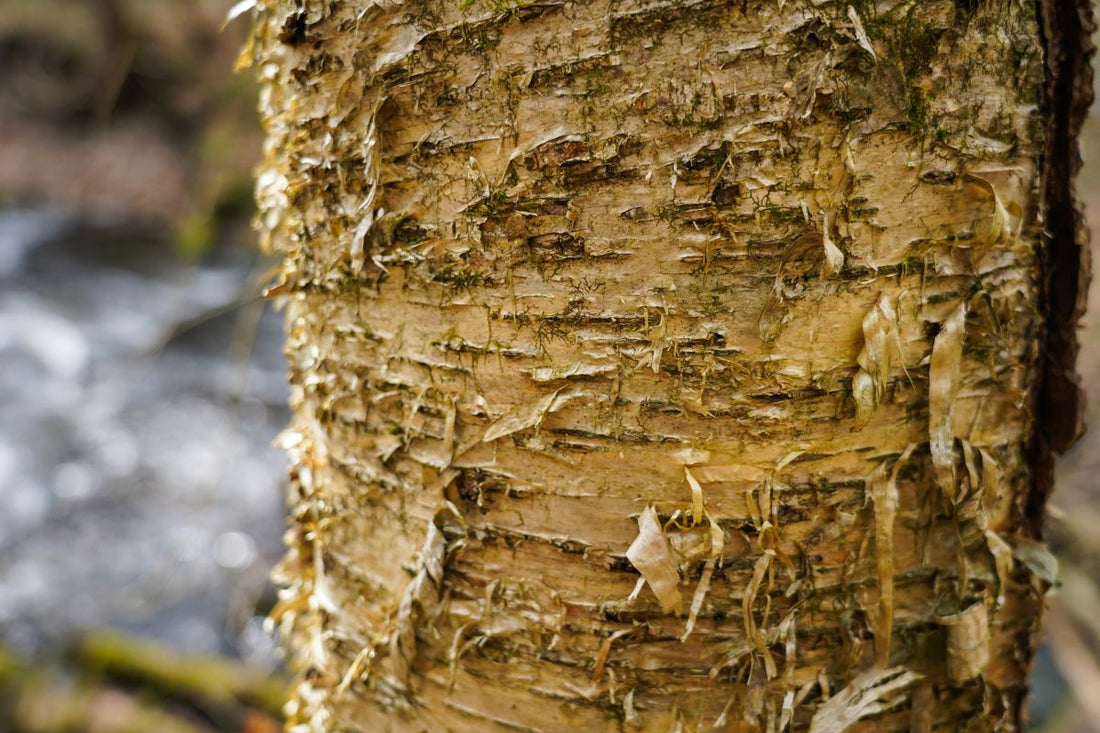 Birch, Yellow (Potted)