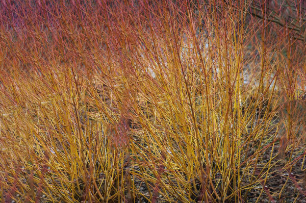 cornus sericea (Redosier Dogwood)