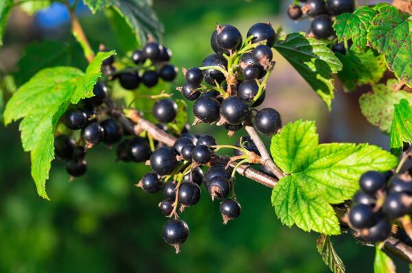 branch of black currant