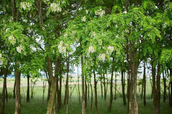 Pseudo acacia (black locust) tree in summer