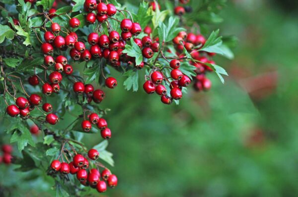 red hawthorn berries