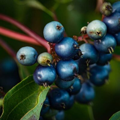 silky dogwood berries