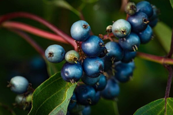 silky dogwood berries