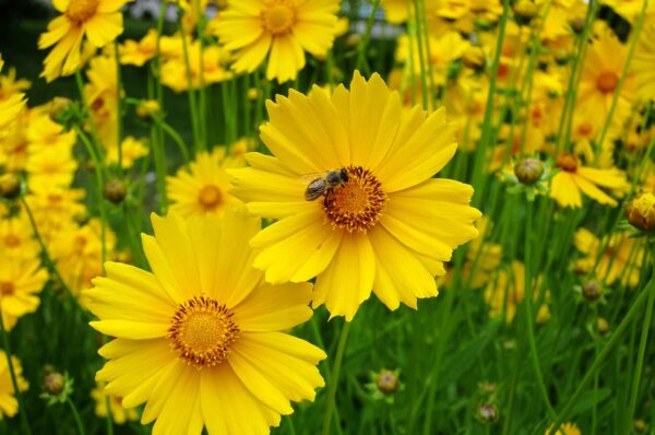 coreopsis lanceolata (Lance-Leaf Coreopsis)