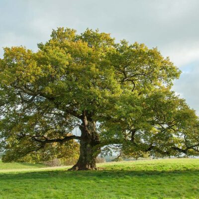 English oak in the late summer