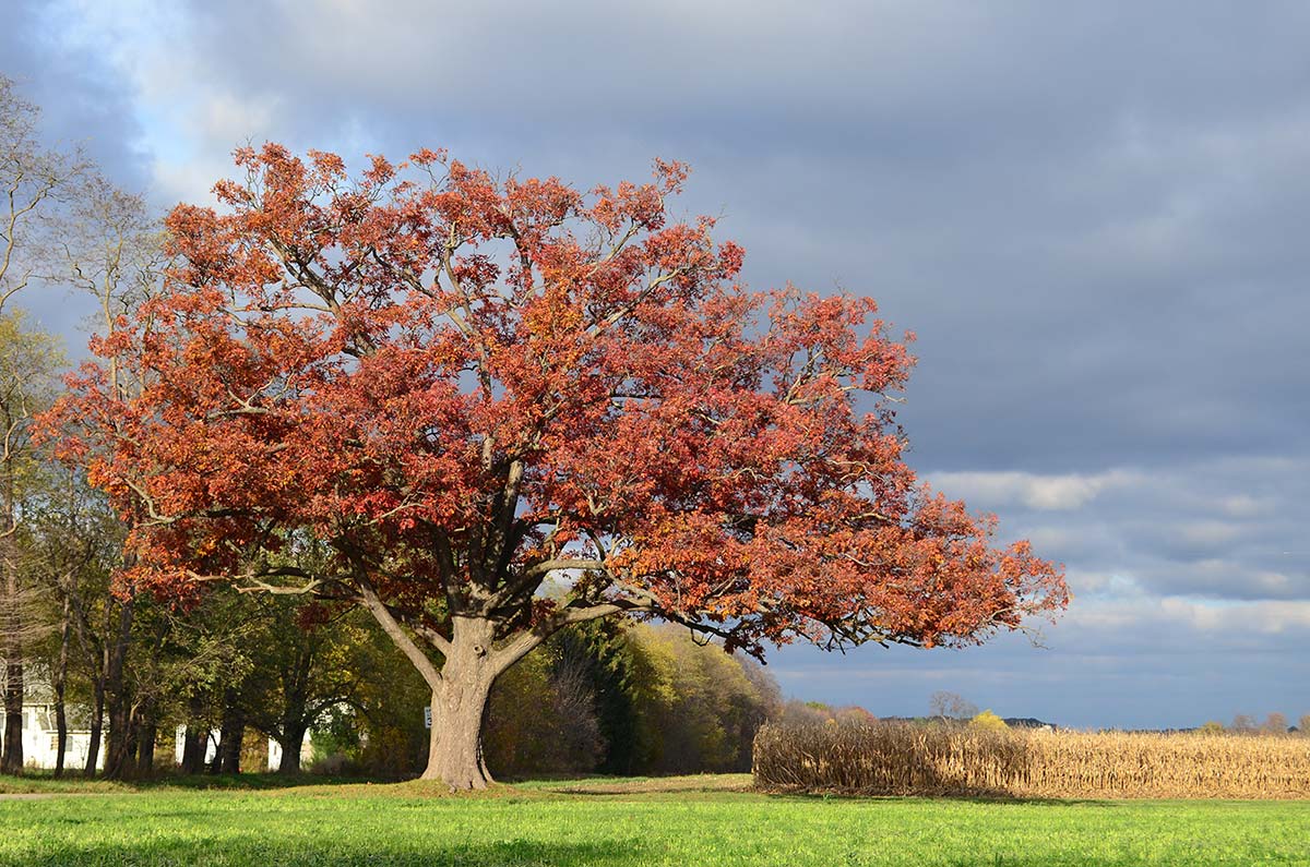 oak, northern red | arthur's point farm