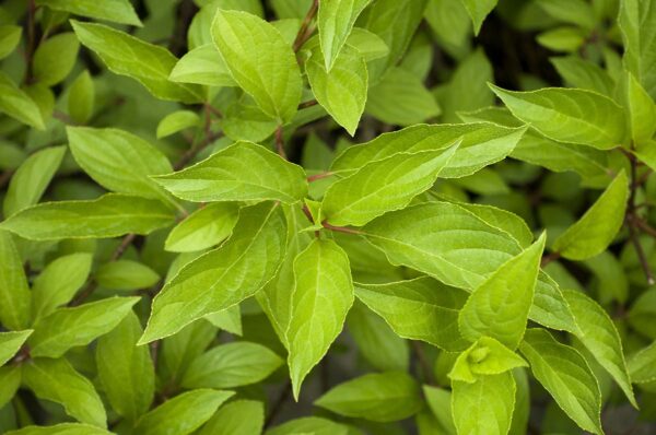 red osier dogwood closeup plant