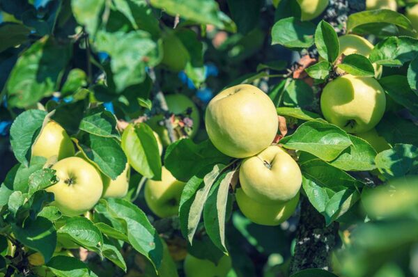 Antonovka Apple Tree ready to be picked