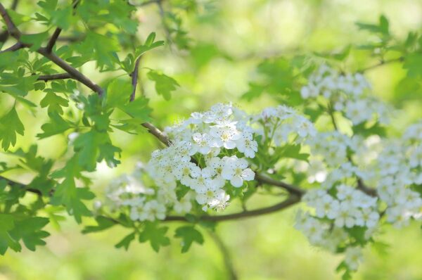 Hawthorn in full bloom