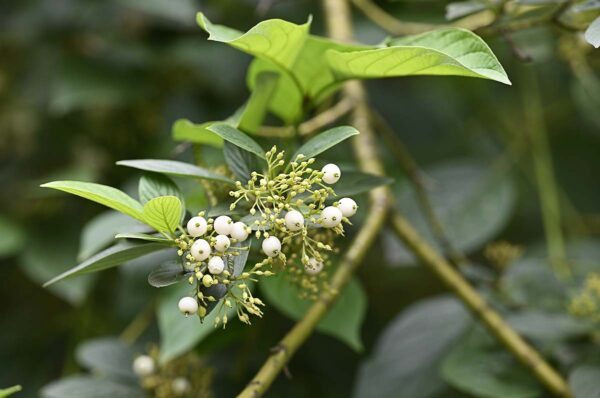 cornus sericea (Redosier Dogwood) plant up close to branch