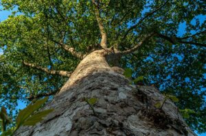American sycamore tree, upward view