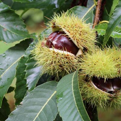 chestnut ready for picking