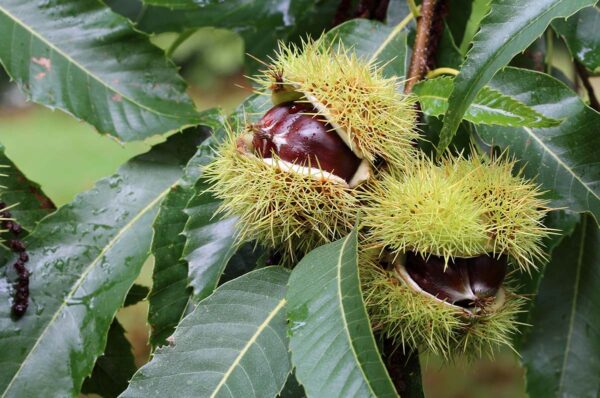 chestnut ready for picking