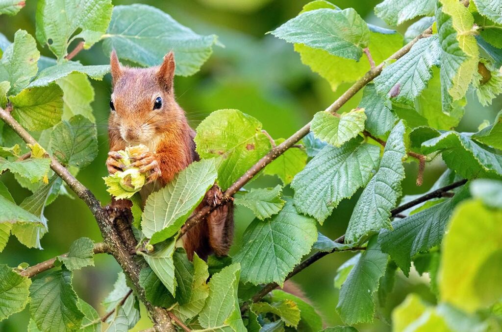 Red squirrel collecting hazelnuts