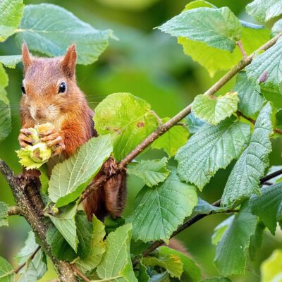 Red squirrel collecting hazelnuts