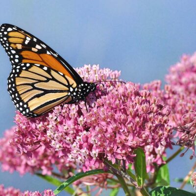 Swamp Milkweed with Butterfly on top