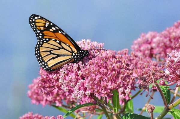 Swamp Milkweed with Butterfly on top