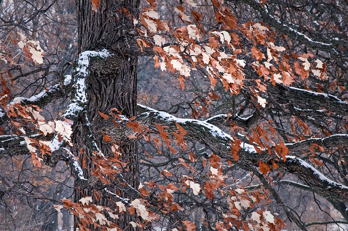 quercus bicolor (Swamp White Oak) Tree in Winter