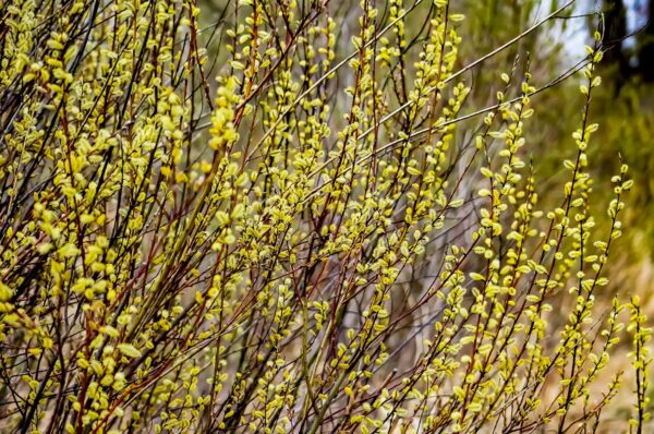 salix discolor (Pussy Willow)