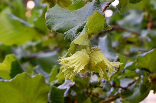 american hazelnut branch on tree