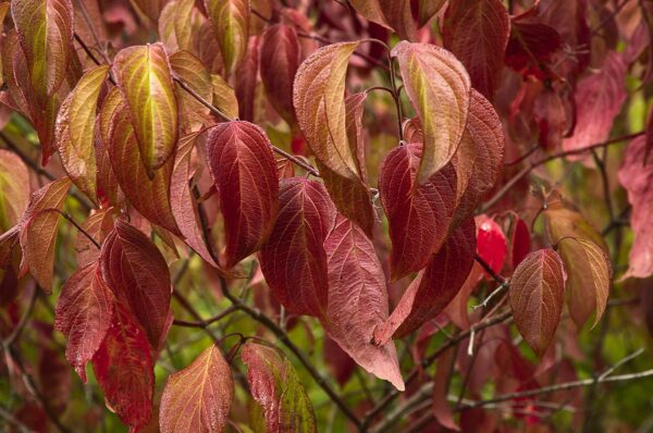 silky dogwood leaves