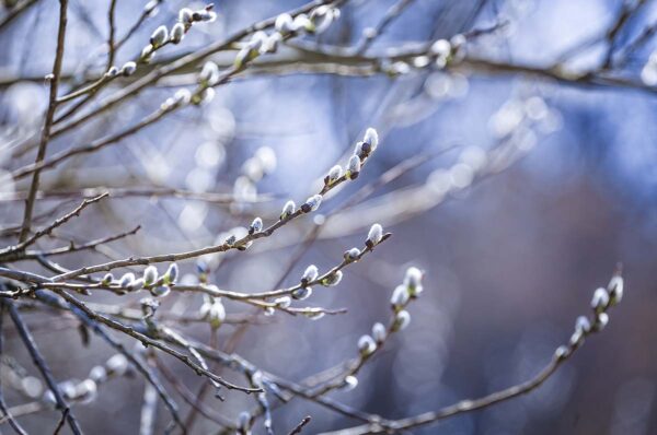 pussy willow up close