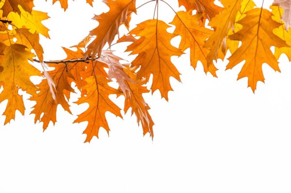 quercus velutina (Black Oak) leaves in fall