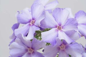 phlox maculata (Meadow Phlox)