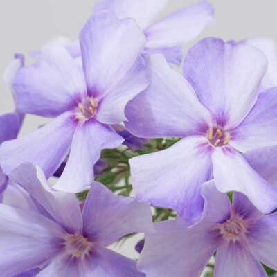 phlox maculata (Meadow Phlox)