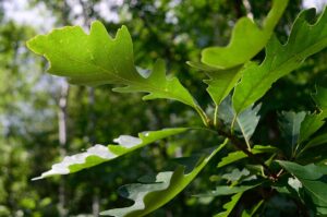 bur oak quercus macrocarpa leaves