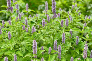 anisehyssop (Butterfly Weed)