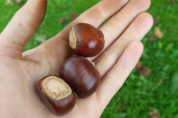 Chestnut in the palm of your hand