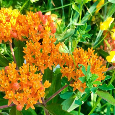 butterfly weed in full bloom