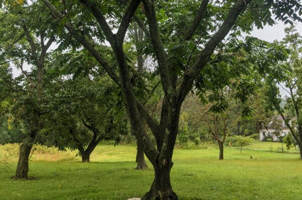 Heartnut Tree in summer