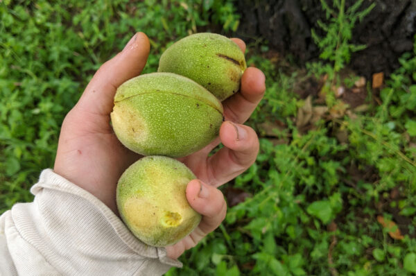 Heartnut picked in hand