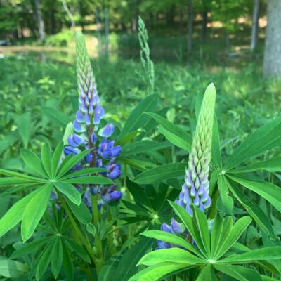 Lupine sp.