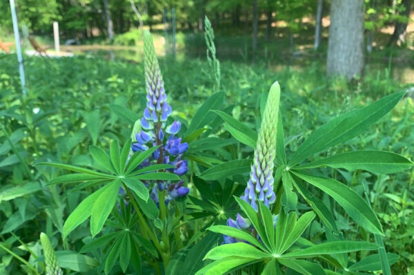 Lupine sp.