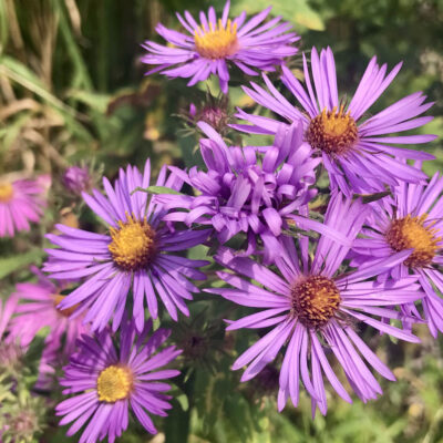 new england aster grouping of flowers