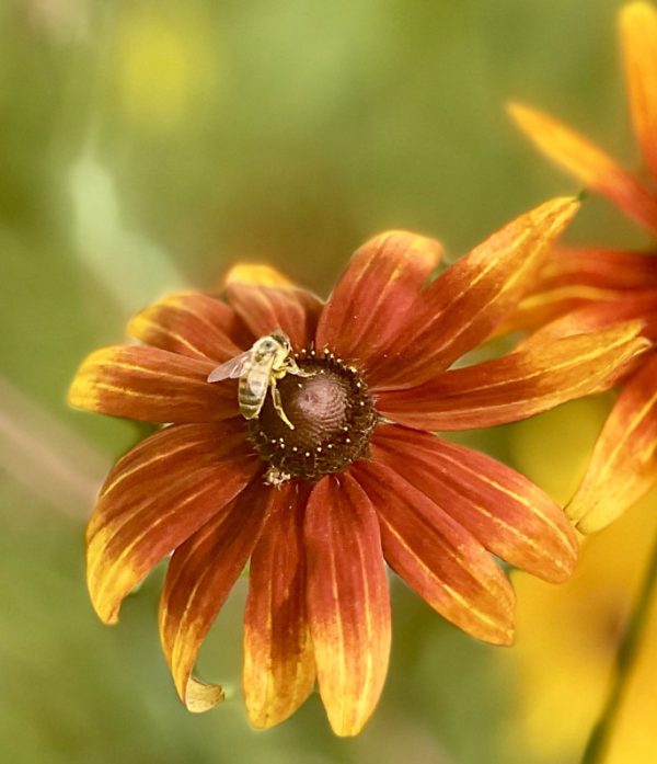 gloriosa (Butterfly Weed) in full bloom