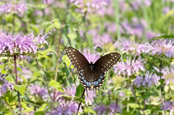 bee balm butterfly