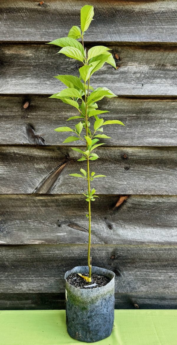 Dogwood, Red Osier - Image 2