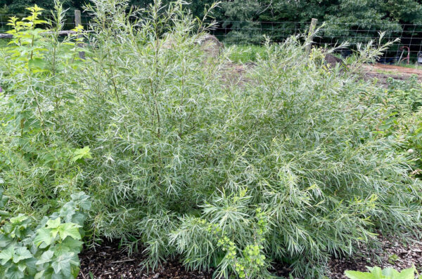 sandbar willow plant